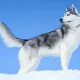 husky