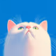 Blue and Cat