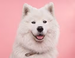 Samoyed