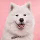Samoyed