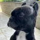 Willi