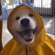 DOGGIE WITH DA HOODIE