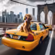 taxi