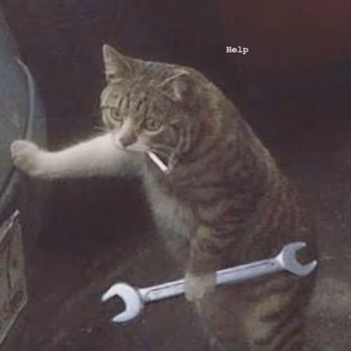 trans cat