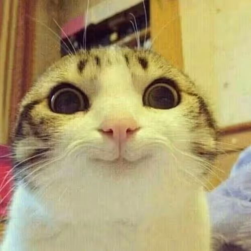 Sinister Cat