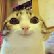 Sinister Cat