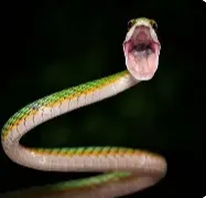 SNAKE