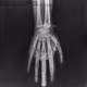  bone