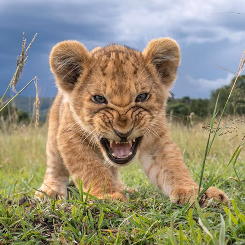 Little Lion