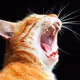 SONE CAT