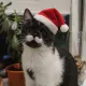 XMAS