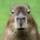 Capybara on Soneium