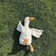 duckgg