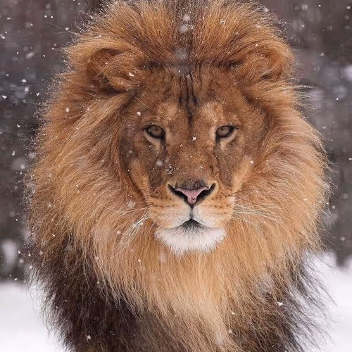 cryptolion