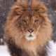 cryptolion