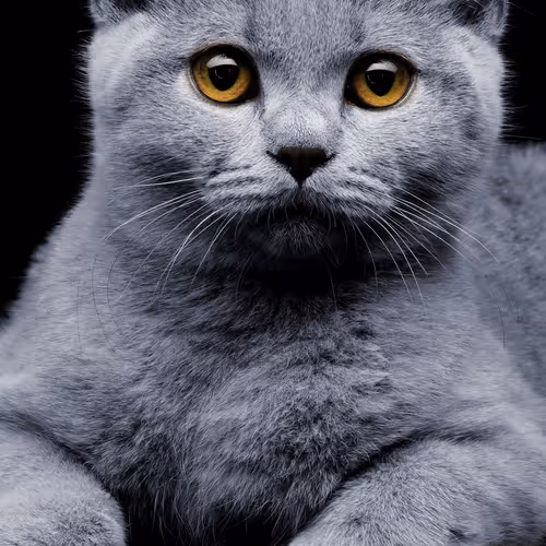 White Cat