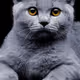 White Cat