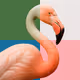 FLAMINGO | MINT NOW