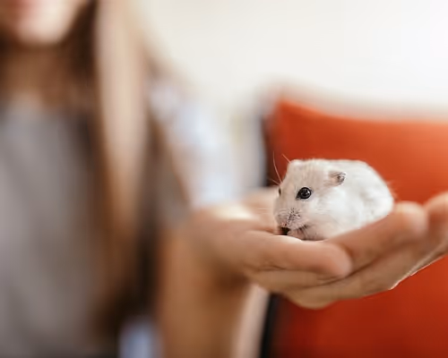 Hamster