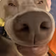sniffer
