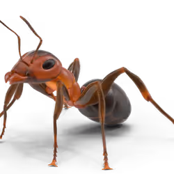 Ant