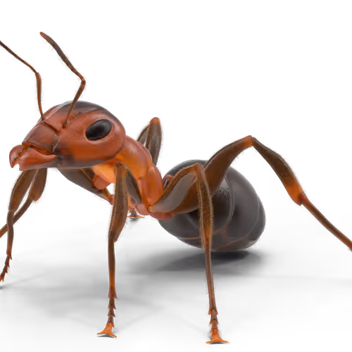Ant