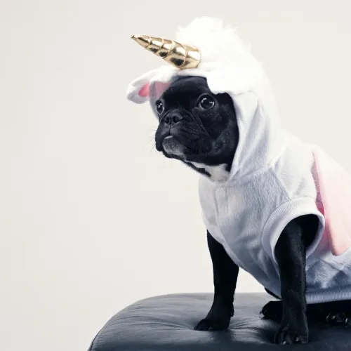 UNIdog