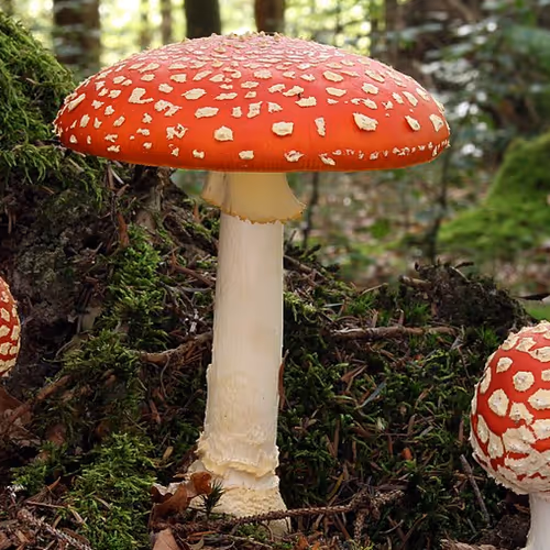 agaric