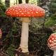 agaric