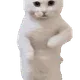 CATDANCE #1