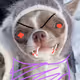 Vampire Dog