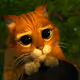 Sad cat