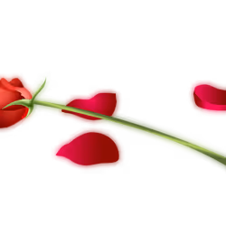 项目媒体占位符