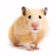 Anti-crisis Hamster