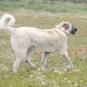 BADEM