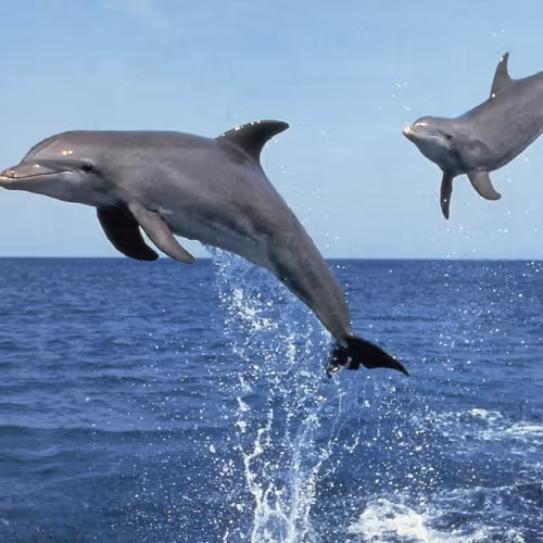 Dolphins
