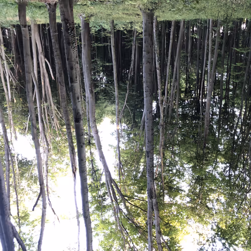 Light Between the Trunks