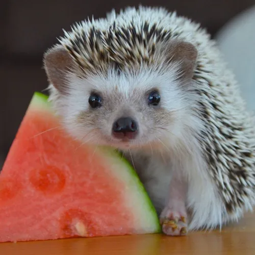 Hedgehog