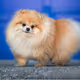 cute dogs