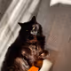 Catca