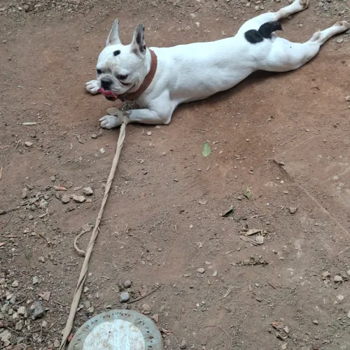 Dog french bulldog