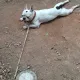 Dog french bulldog