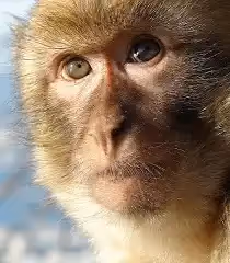 monkey