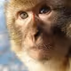 monkey