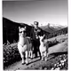 detecthurry