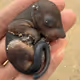 baby squirrel