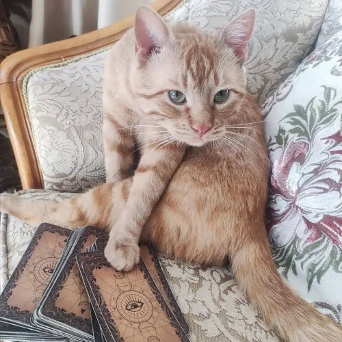 Tarot Cat