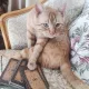 Tarot Cat