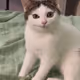 Unichain Cat