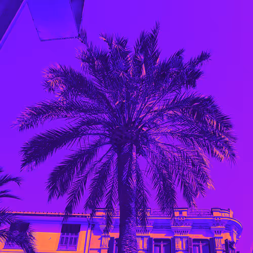 palm